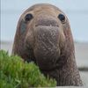 elephantseal